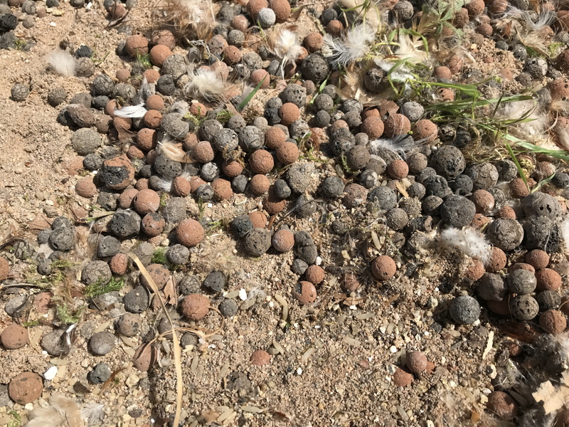 V&eacute;ro Hach-Risch